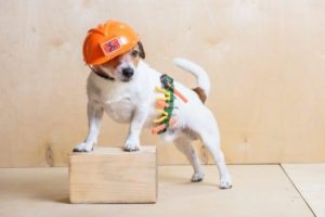 dog in construction gear